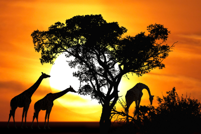 Girafe #1